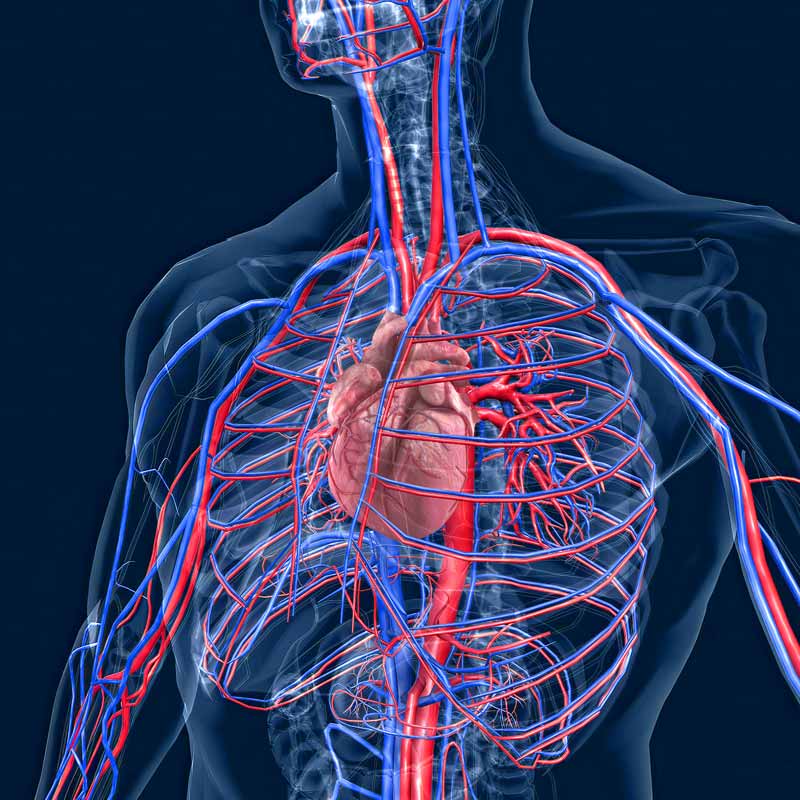 el-sistema-circulatorio-esta-formado-por-vasos-sanguineos-que-llevan-sangre-al-corazon